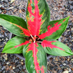 Аглаонема SUKSOM SENN / MUT EDGE