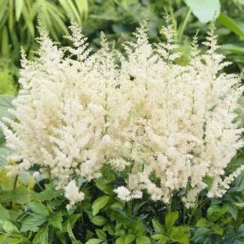 Астильба Арендса Astary White (Астари Уайт)