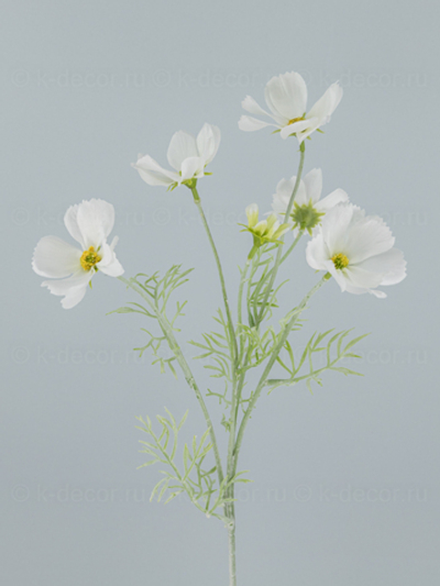 Космея Тильда белая