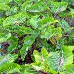 Колоказия PAPUA MANISE