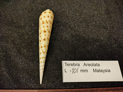 Теребра Ареолата