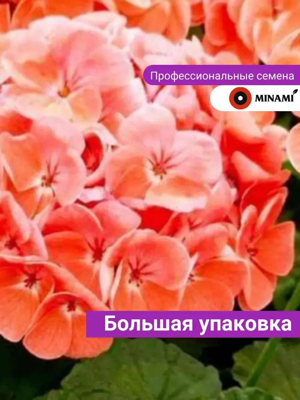 Пеларгония Йитка F1 лососевая семена 15шт