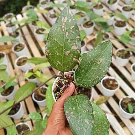 Хойя BIRD OF PARADISE