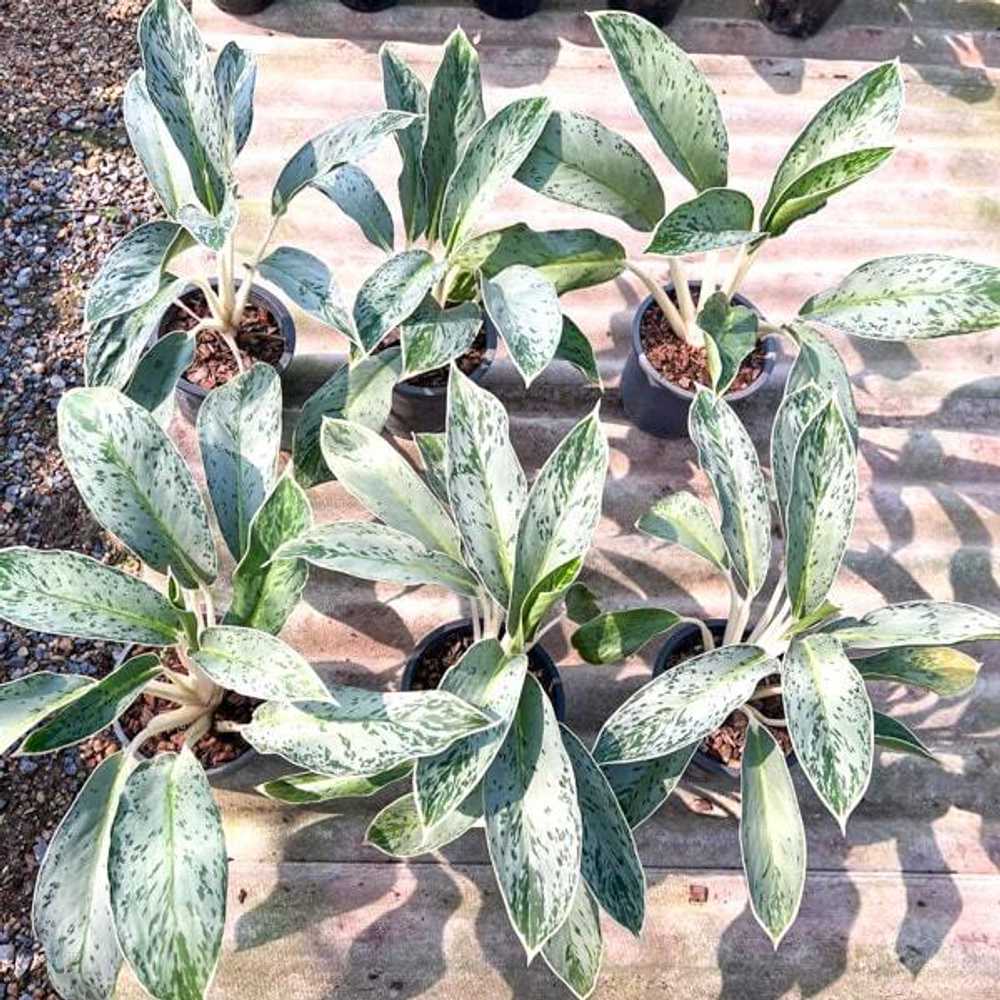 Аглаонема GREEN HORN дубль