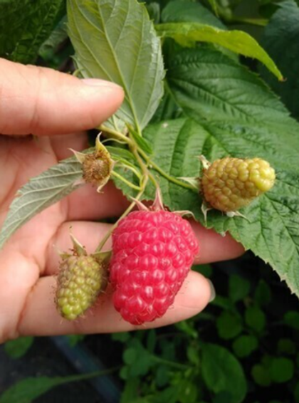 Малина ремонтантная Энросадира