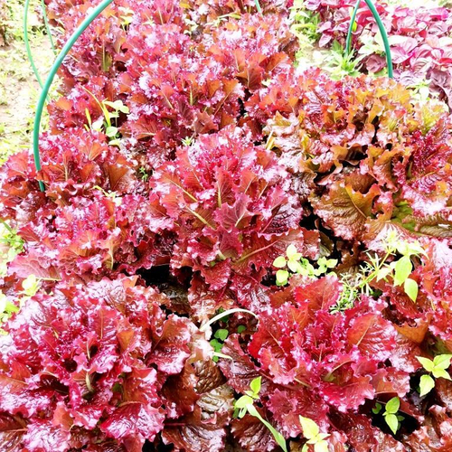 Салат Кровавая Мэри - Lettuce Bloody Mary