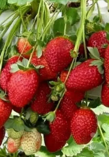 Клубника ремонтантная Мальга рассада, меристема.