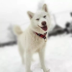 Широкий ошейник полуудавка для собак Шотландка Lapalandia 40 мм