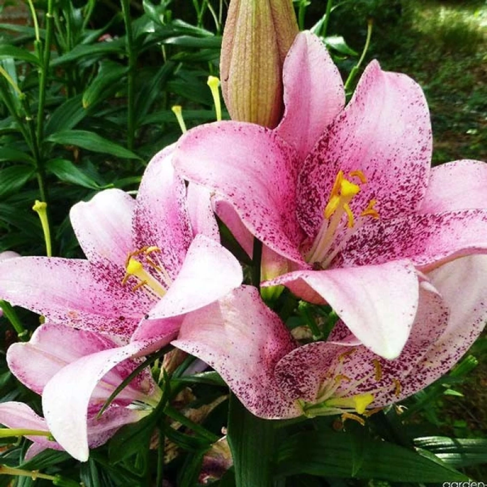 Лилия Свит Шугар 3шт размер 18/20 Закупка М67 апрель 2026