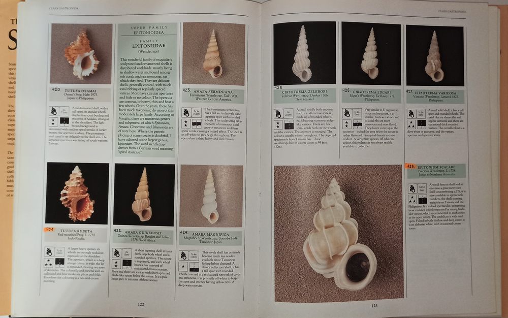 Книга encyclopedia of shells, Б/У