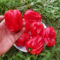 Креольская Чилтома Сладкий Перец для Сальсы