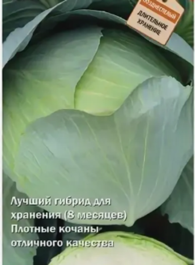 Капуста Герцогиня