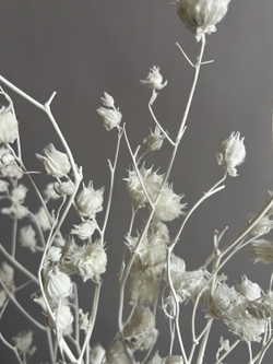 Канатник белый