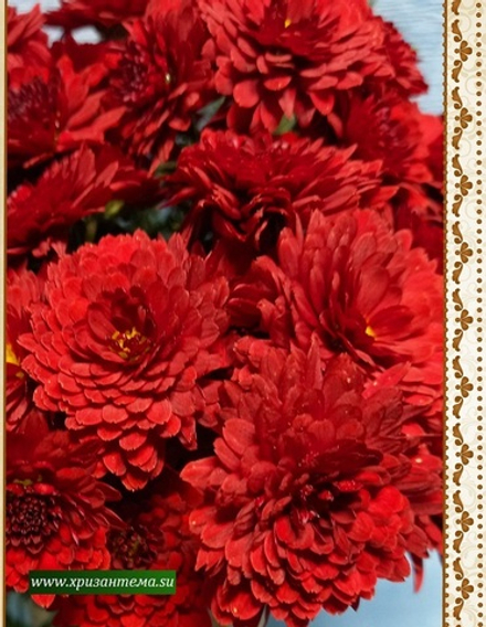 Хризантема мультифлора Mefisto red ☘ м.70 🌺 (нет в наличии)
