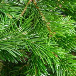 Пихта Нордмана Премиум срезанная