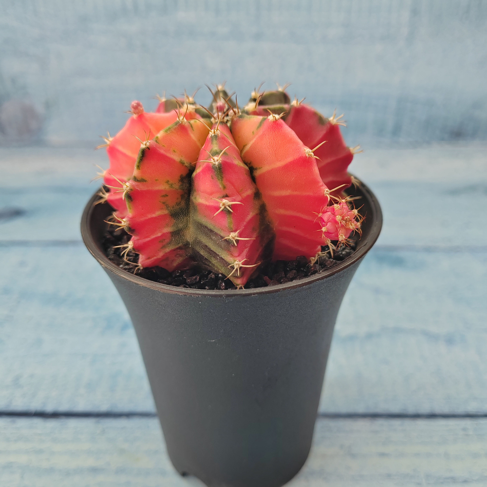 Gymnocalycium Variegata (Гимнокалициум Вариегатный)