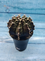Gymnocalycium Mihanovichii black (Гимнокалициум)