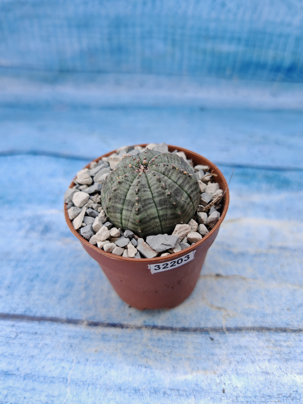 Euphorbia Obesa (Эуфорбия)