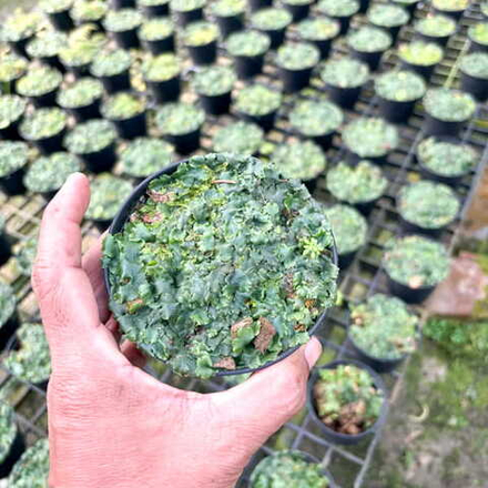 Маршанция MARCHANTIA POLYMORPHA