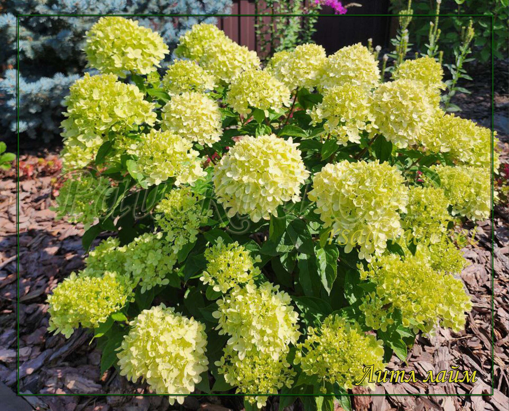 Гортензия метельчатая Литл Лайм- маленький лайм (Hydrangea paniculata `Little Lime`)