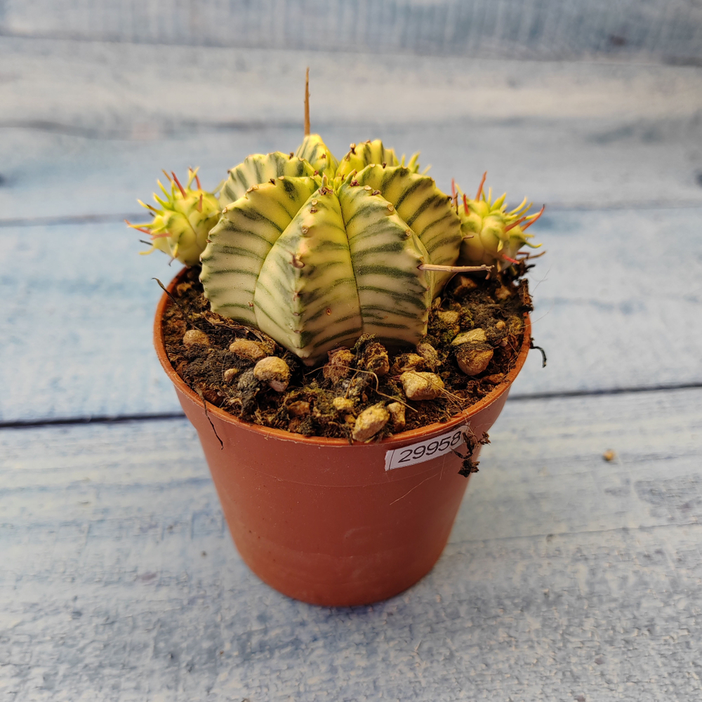 Euphorbia meloformis f. Variegated (Эуфорбия вариегатная)