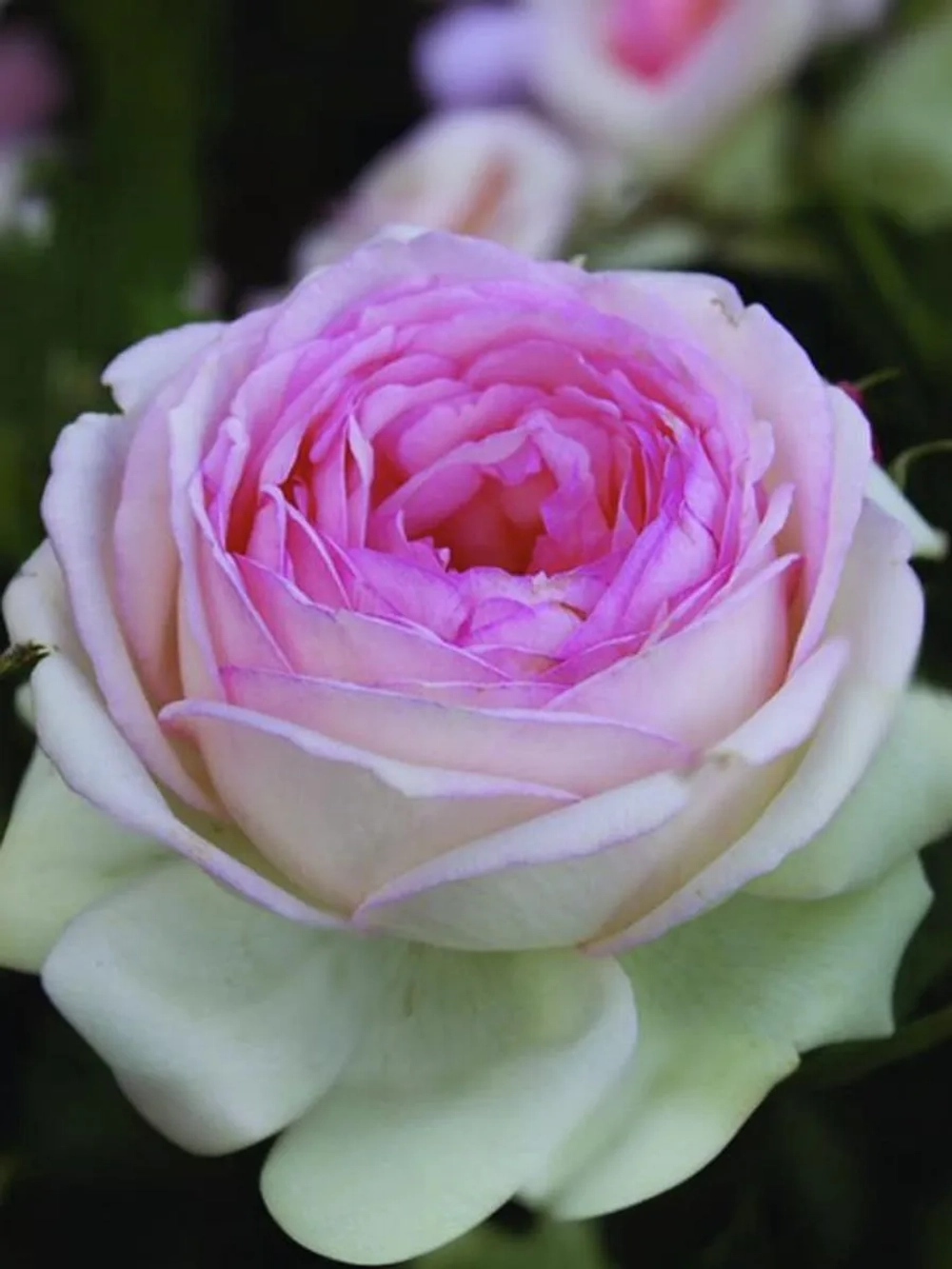 Роза грандифлора Оноре де Бальзак