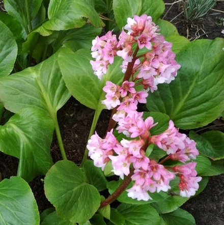 Бадан "Baby Doll". Bergenia "Baby Doll".