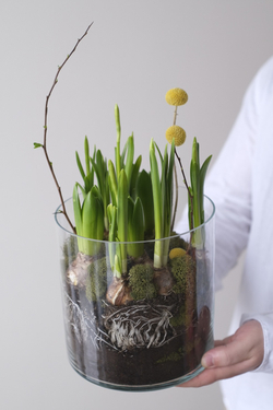 Нарциссы и гиацинты в луковицах в стеклянной вазе