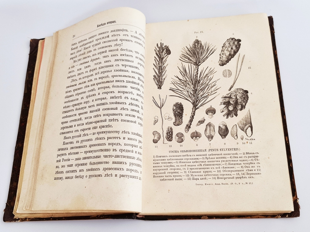 "Беседы о русском лесе". Д.Н.Кайгородов. 1885 г.
