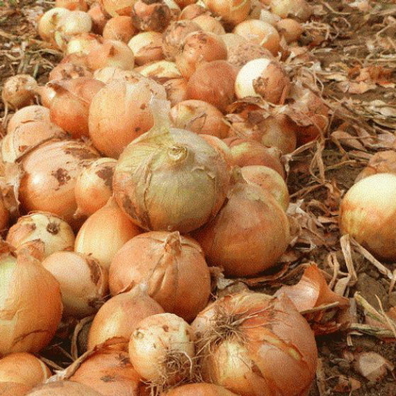 Кэнди F1 семена лука репчатого (Seminis / ALEXAGRO) культура – фото 4