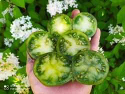 Зелёный альбо (3242 AL/Albo green) сорт томата