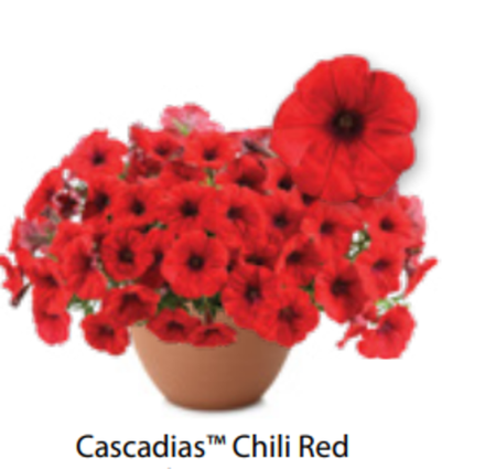 Петуния Cascadias Chili Red ОКС укорененные черенки 1-10 марта