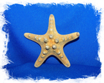 Морская звезда