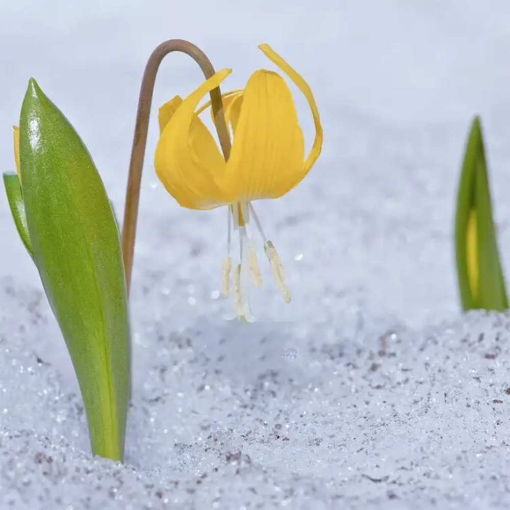 Отдушка CS - Ледниковая Лилия (Glacier Lily)