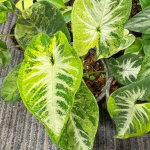 Сингониум SCRAMBLED EGGS/WENDLANDII VAR