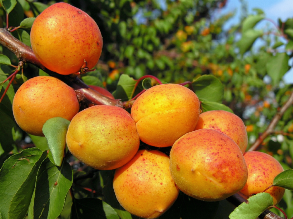 Саженец Абрикоса «Кичигинский» (Уральский, Супер-зимостойкий, Надежный опылитель)