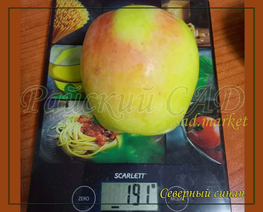 Яблоня Северный Синап