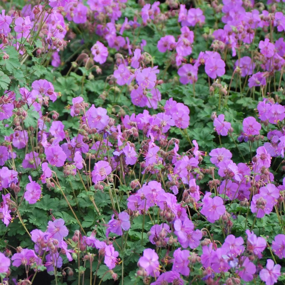 Герань кантабрийская "Karmina". Geranium cantabrigense "Karmina".