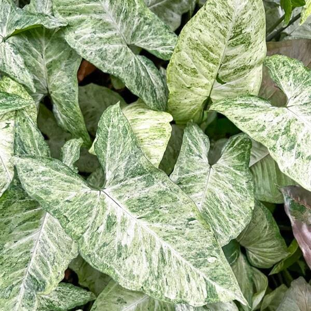 Сингониум FRECKLE ALLUSION