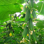 Герман F1 семена огурца партенокарпического (Seminis / Семинис)