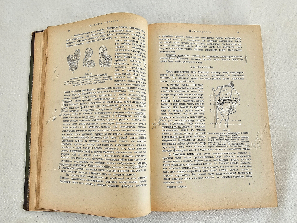"Учебник физиологии". Професор Е.Гедон. 1911г.
