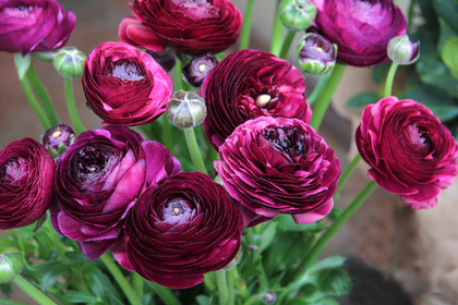 Ранункулюс Пёрпл / Purple (3шт)