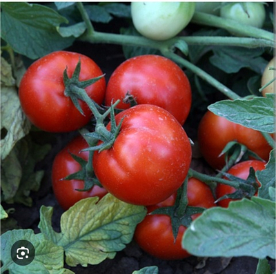 Томат Лоджейн F1 - Lojain F1 1000 семян