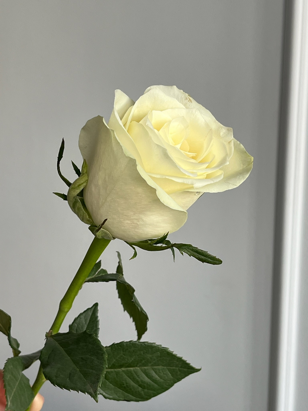 Роза белая (50см) АКЦИЯ