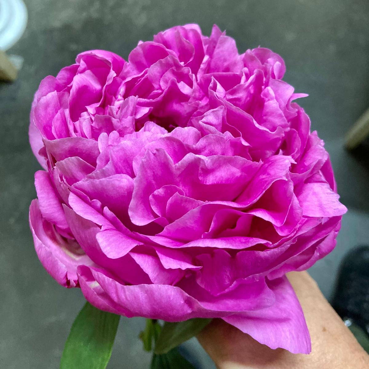 🌸♛ Александр Флеминг (Dr. Alexander Fleming) — букет ароматных пионов — 8 марта у Феи