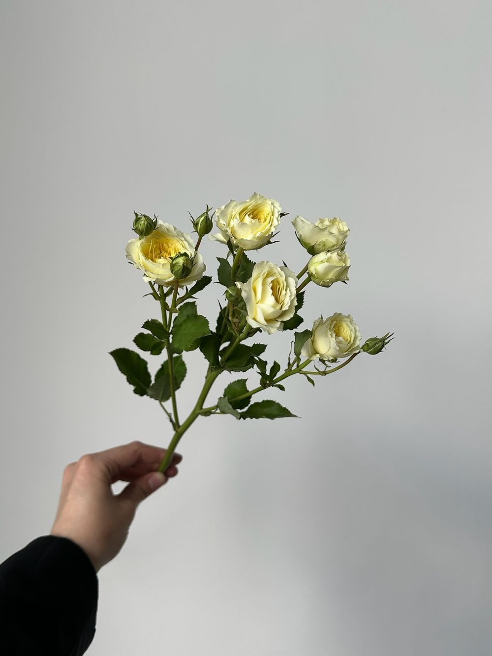 Кустовая роза в светло-желтом оттенке