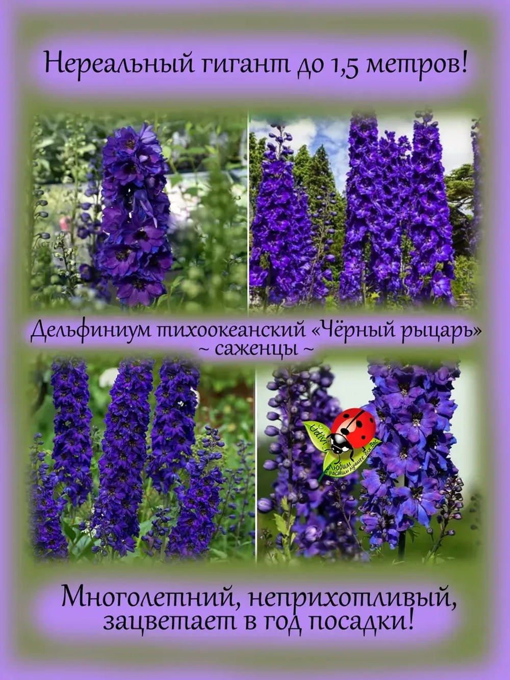 Дельфиниум Черный рыцарь Black Knight