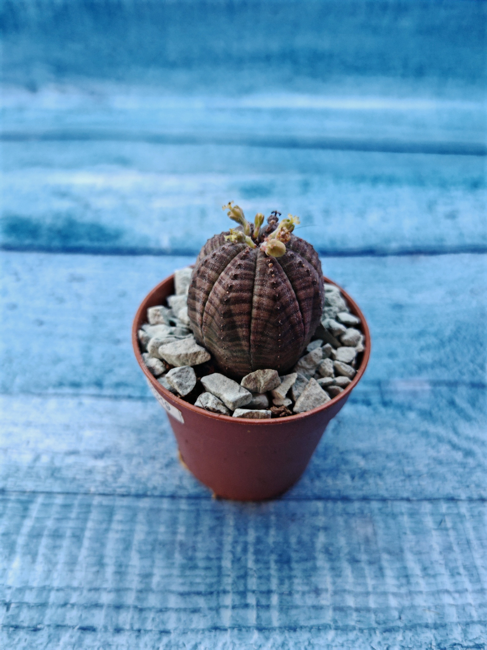 Euphoria Obesa (Эуфорбия)