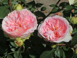 Курфюрстин Софи (Kurfurstin Sophie)