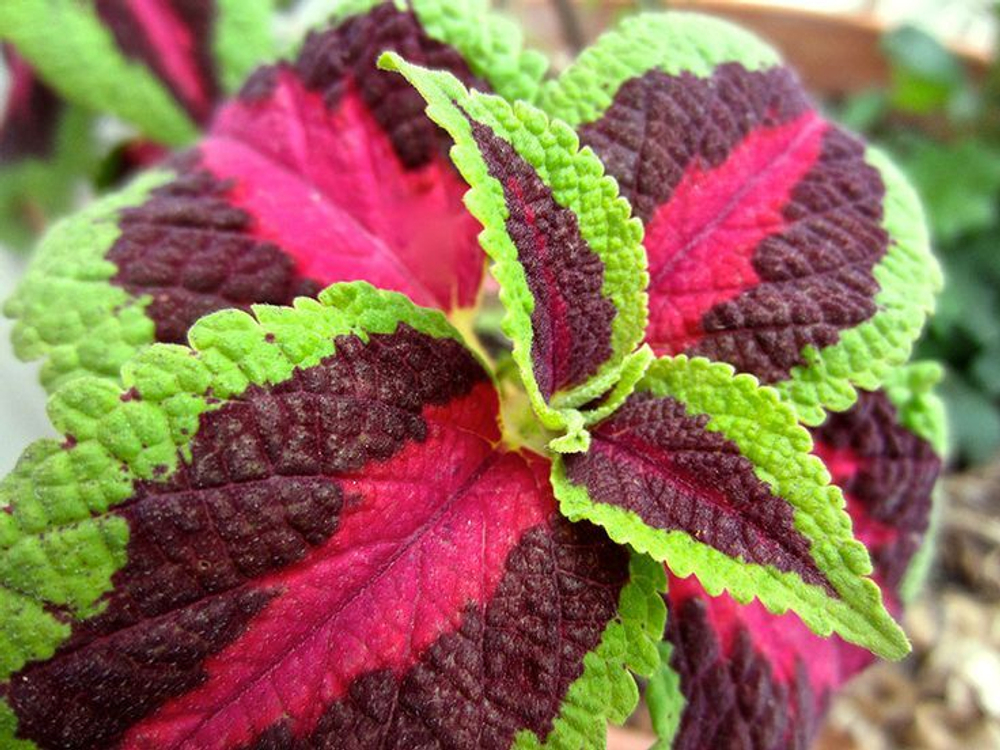 Колеус Блюме укорененный черенок, ОКС